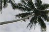 Man dies after falling from coconut tree